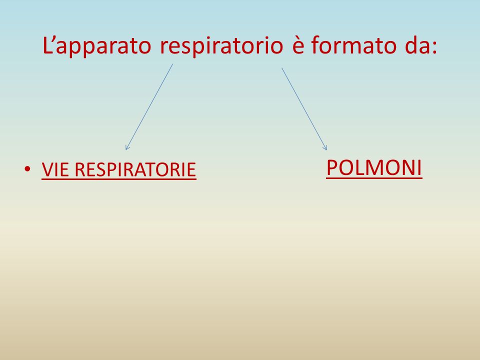 L’apparato respiratorio è formato da: