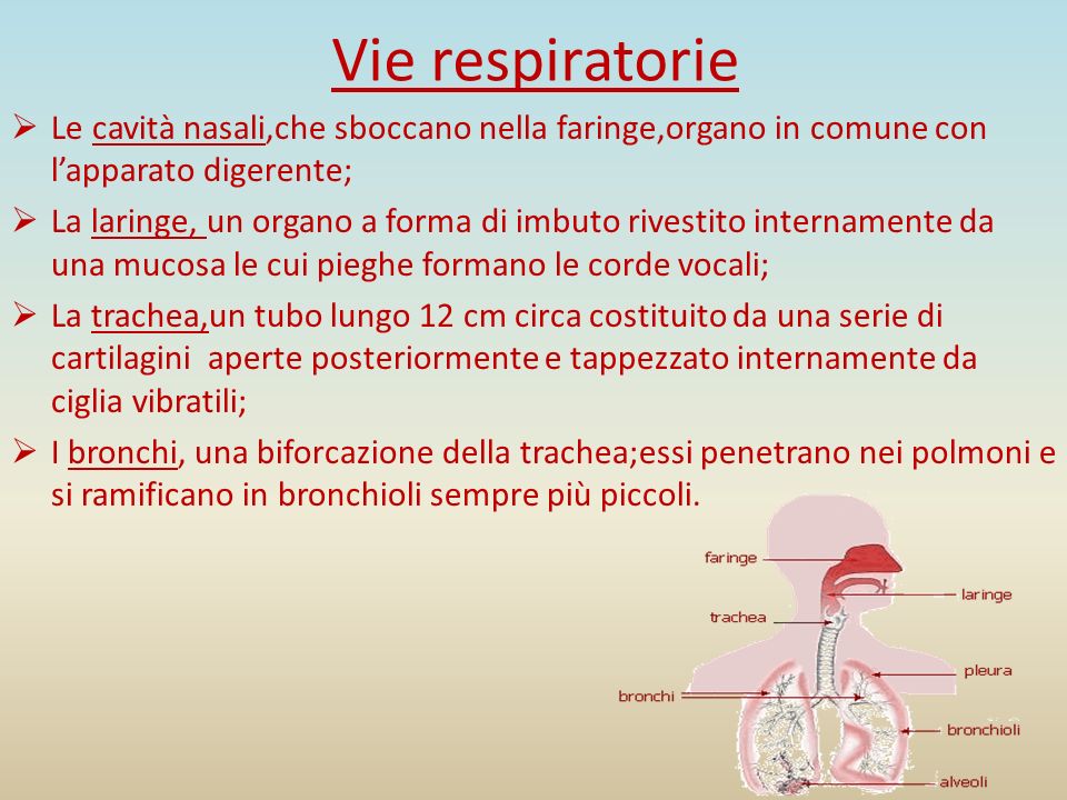 Vie respiratorie Le cavità nasali,che sboccano nella faringe,organo in comune con l’apparato digerente;