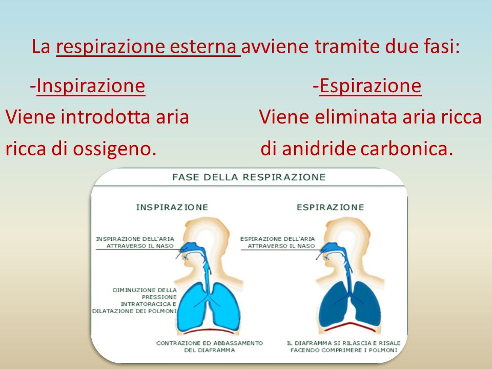 La respirazione esterna avviene tramite due fasi: