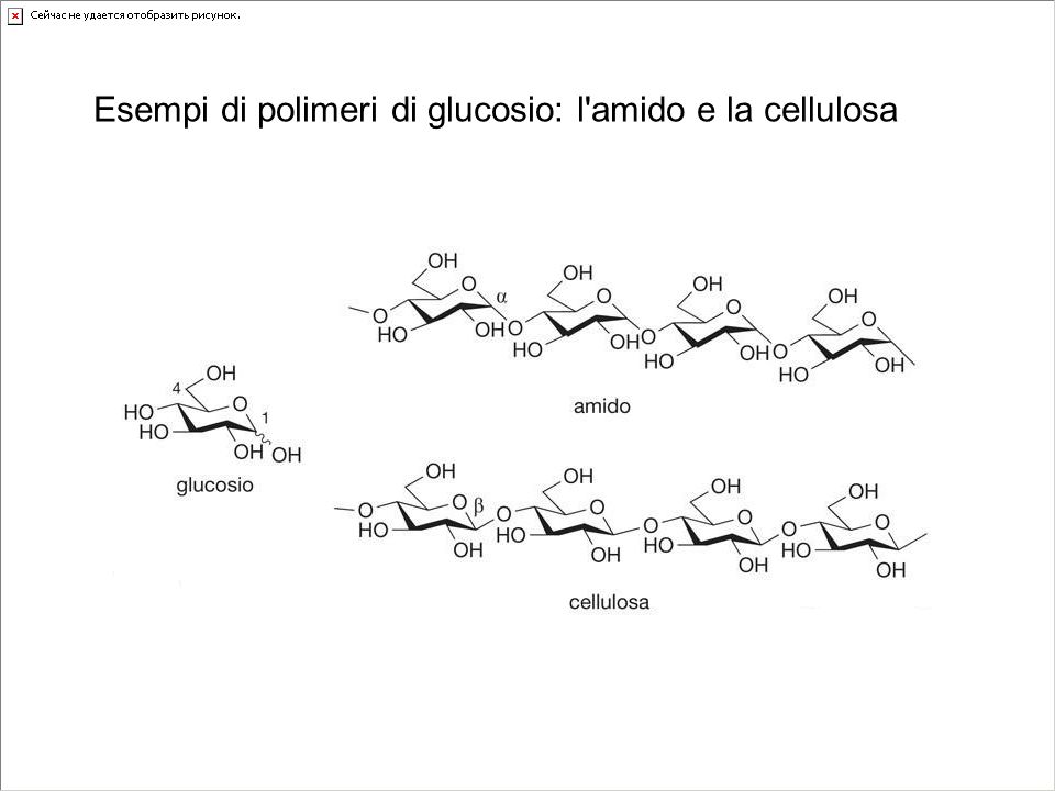 Esempi di polimeri di glucosio: l amido e la cellulosa