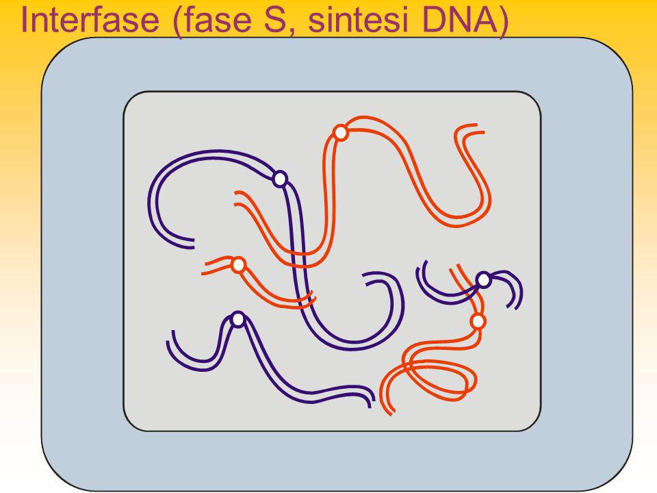 Interfase (fase S, sintesi DNA)