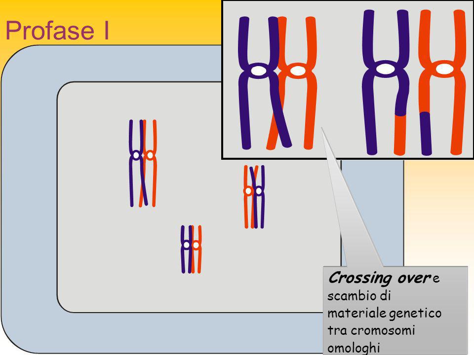 Profase I Crossing over e scambio di materiale genetico tra cromosomi