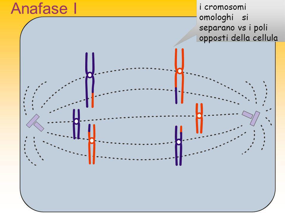 Anafase I i cromosomi omologhi si separano vs i poli opposti della cellula