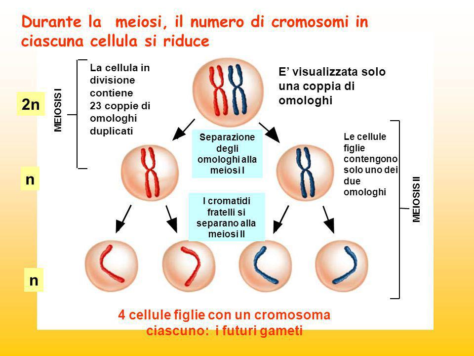 Durante la meiosi, il numero di cromosomi in ciascuna cellula si riduce