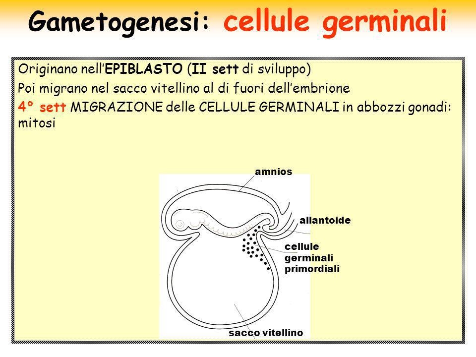 Gametogenesi: cellule germinali