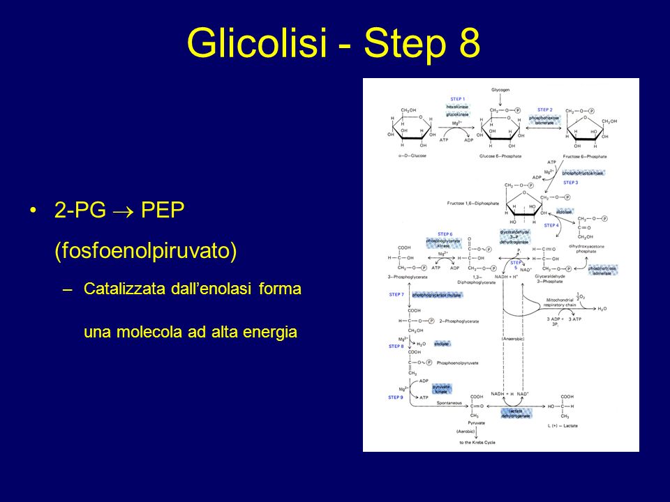 Glicolisi - Step 8 2-PG  PEP (fosfoenolpiruvato)