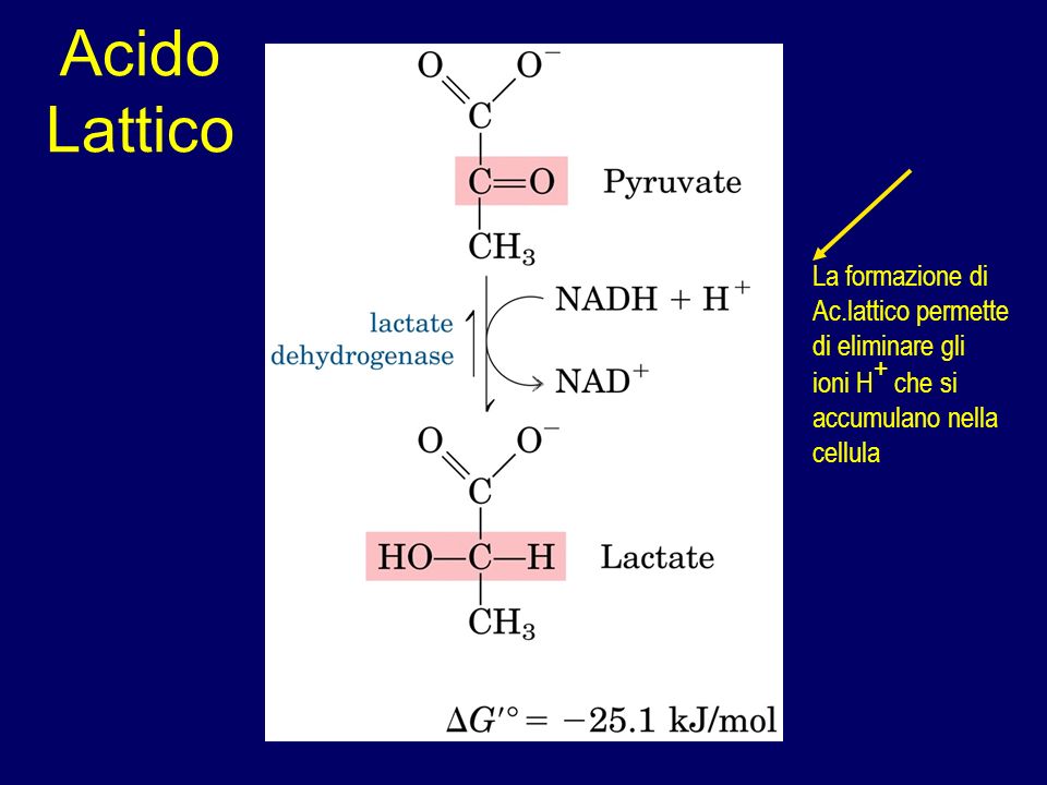 Acido Lattico La formazione di Ac.lattico permette di eliminare gli