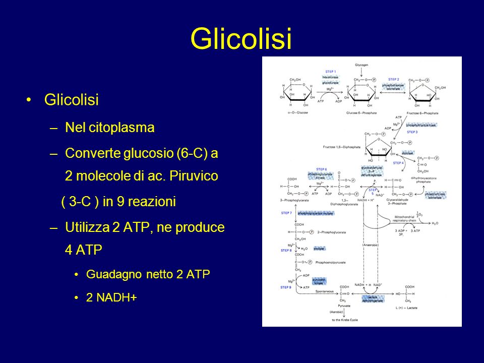 Glicolisi Glicolisi Nel citoplasma