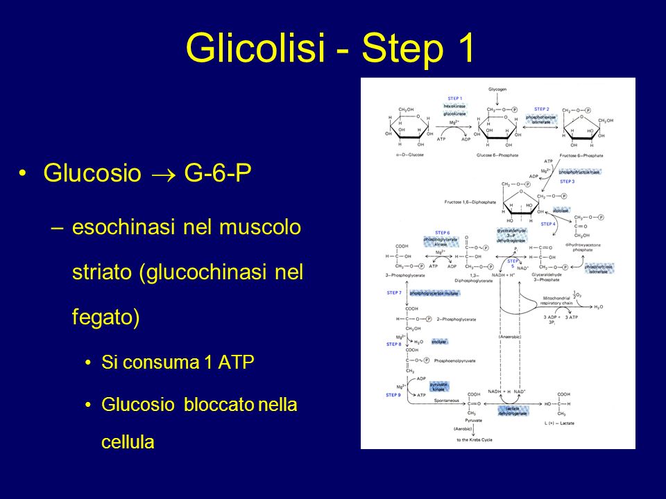 Glicolisi - Step 1 Glucosio  G-6-P