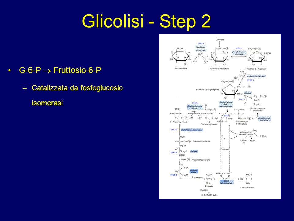 Glicolisi - Step 2 G-6-P  Fruttosio-6-P