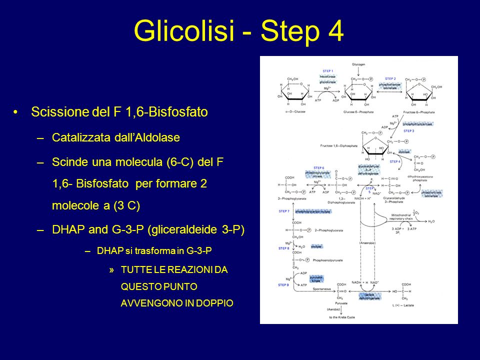 Glicolisi - Step 4 Scissione del F 1,6-Bisfosfato