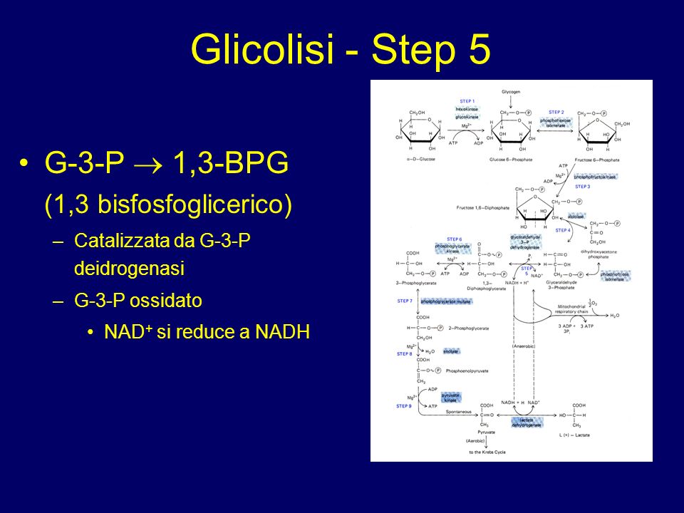 Glicolisi - Step 5 G-3-P  1,3-BPG (1,3 bisfosfoglicerico)
