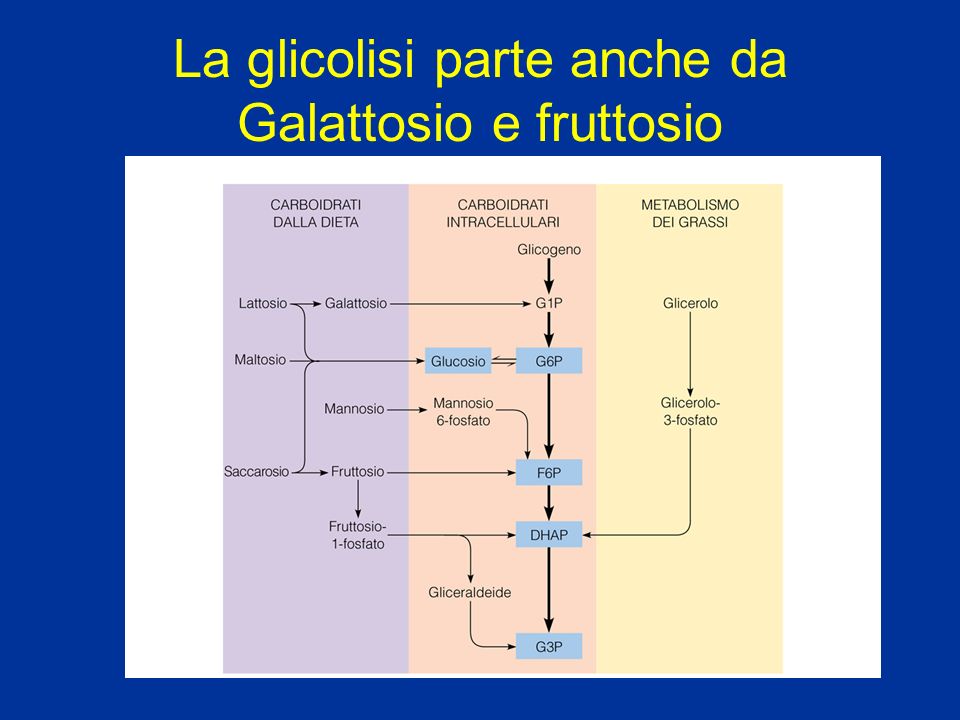 La glicolisi parte anche da Galattosio e fruttosio