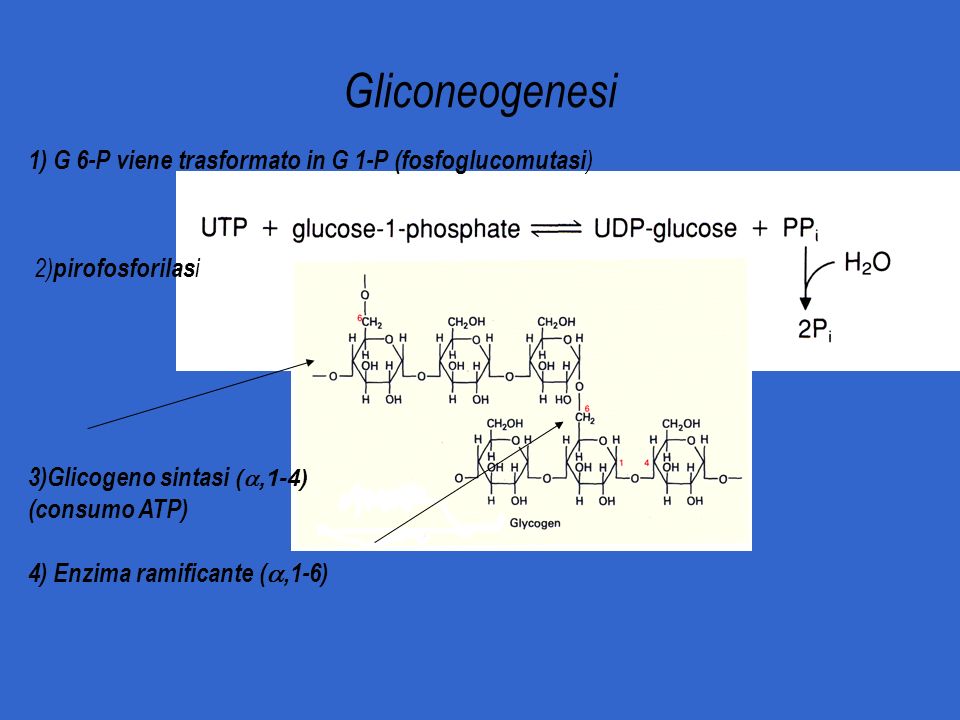 Gliconeogenesi 1) G 6-P viene trasformato in G 1-P (fosfoglucomutasi)