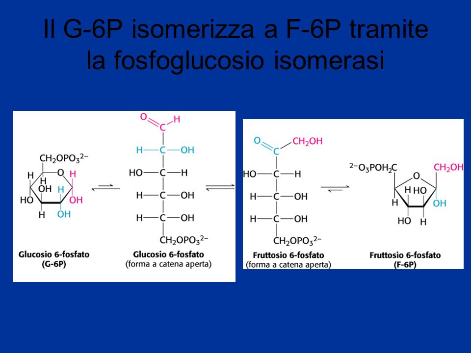 Il G-6P isomerizza a F-6P tramite la fosfoglucosio isomerasi