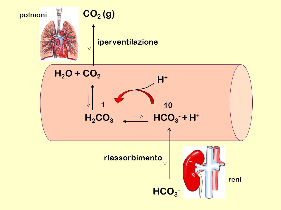 CO2 (g) H2O + CO2 H+ H2CO3 HCO3- + H+ HCO3- iperventilazione 1 10