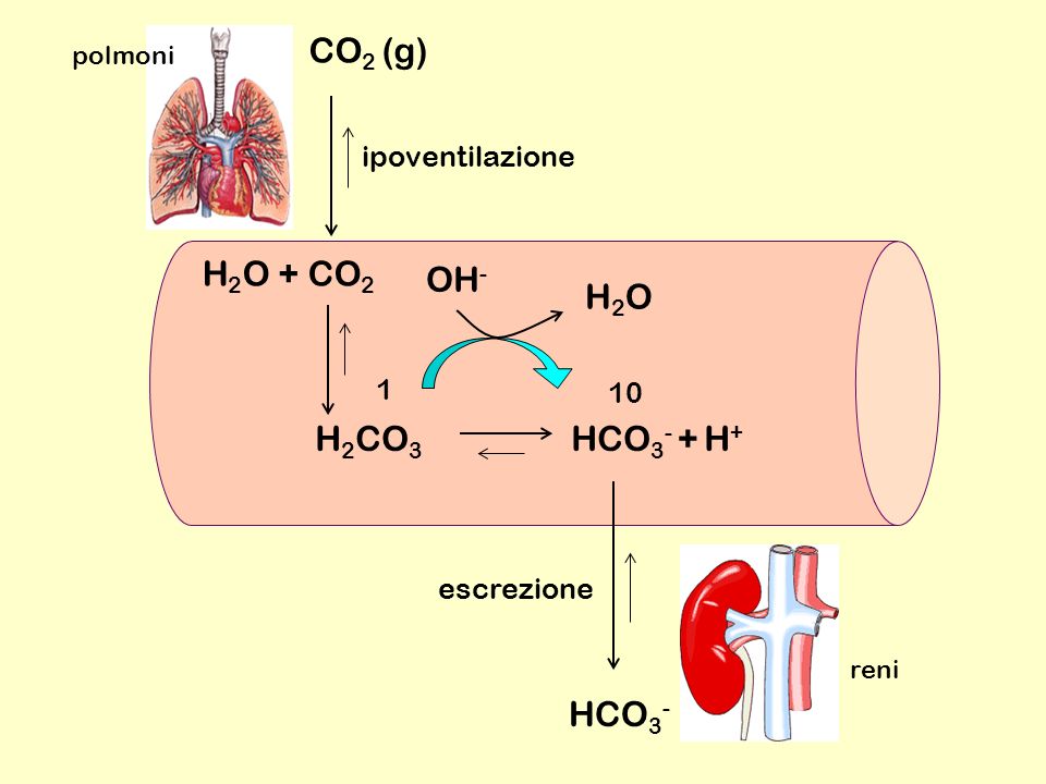 CO2 (g) H2O + CO2 OH- H2O H2CO3 HCO3- + H+ HCO3- ipoventilazione 1 10