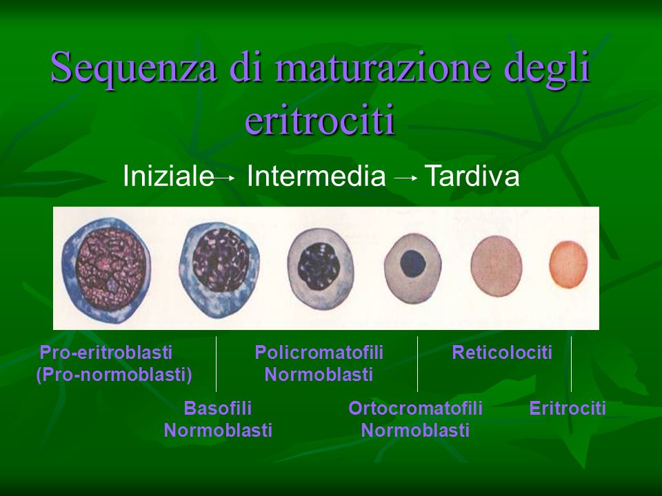 Sequenza di maturazione degli eritrociti