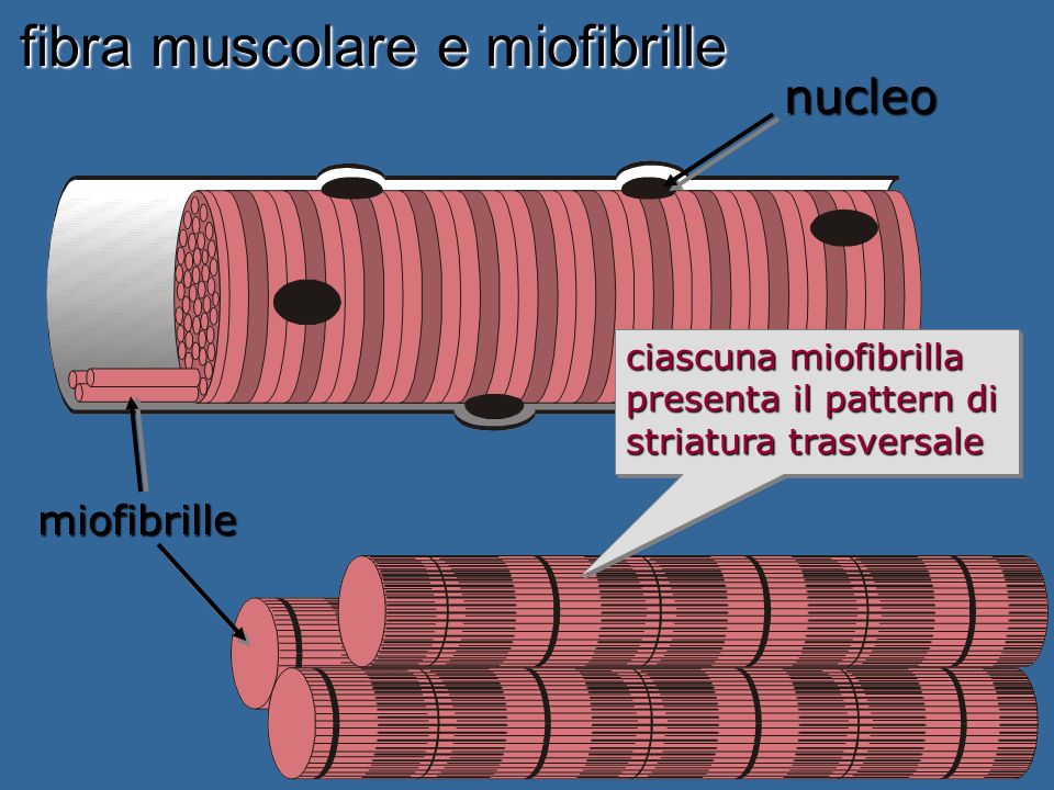 fibra muscolare e miofibrille