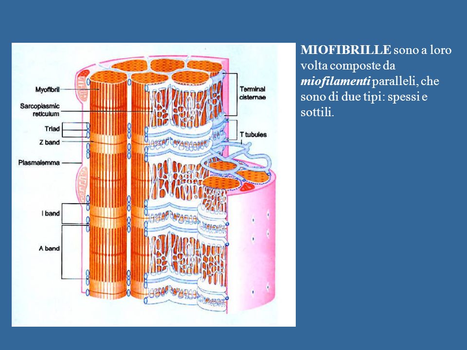 MIOFIBRILLE sono a loro volta composte da miofilamenti paralleli, che sono di due tipi: spessi e sottili.