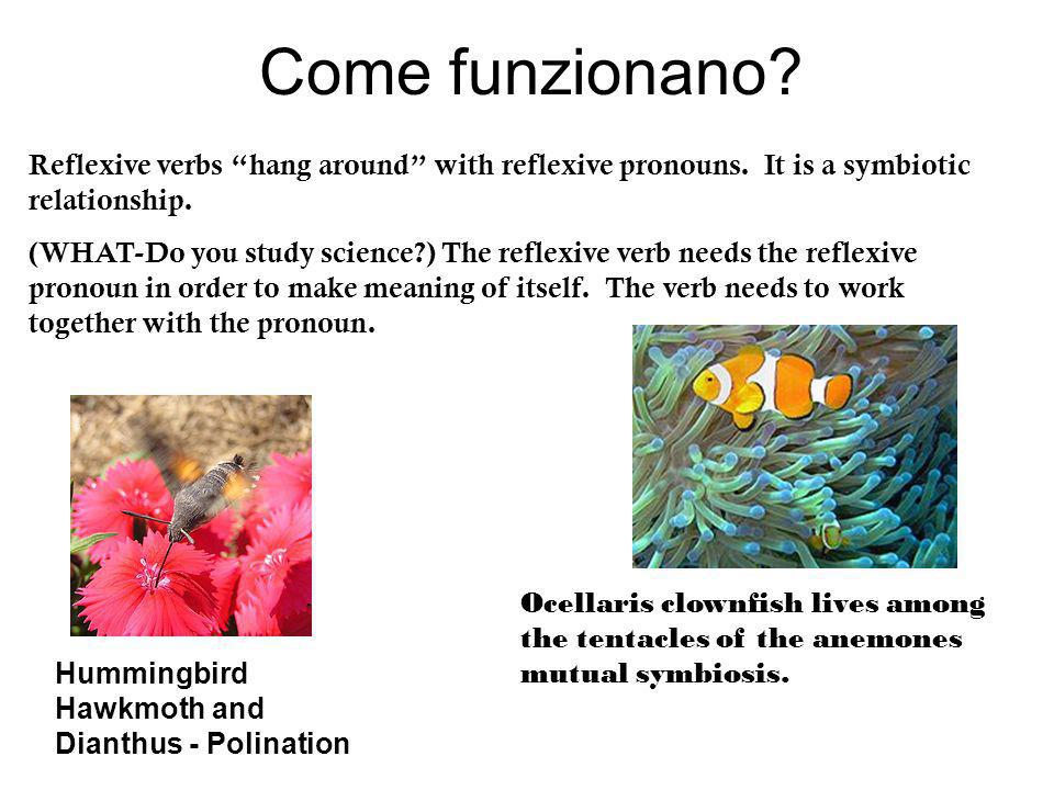 Come funzionano Reflexive verbs hang around with reflexive pronouns. It is a symbiotic relationship.