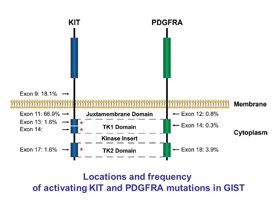 Locations and frequency of activating KIT and PDGFRA mutations in GIST