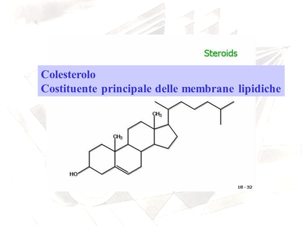 Colesterolo Costituente principale delle membrane lipidiche