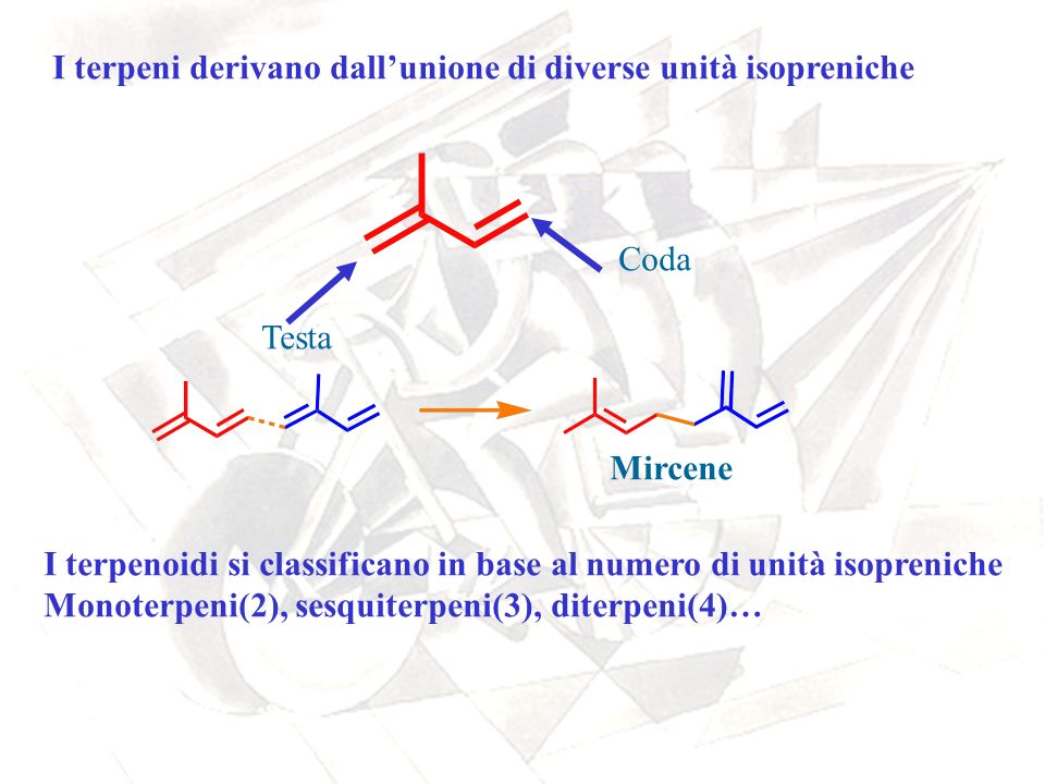 I terpeni derivano dall’unione di diverse unità isopreniche