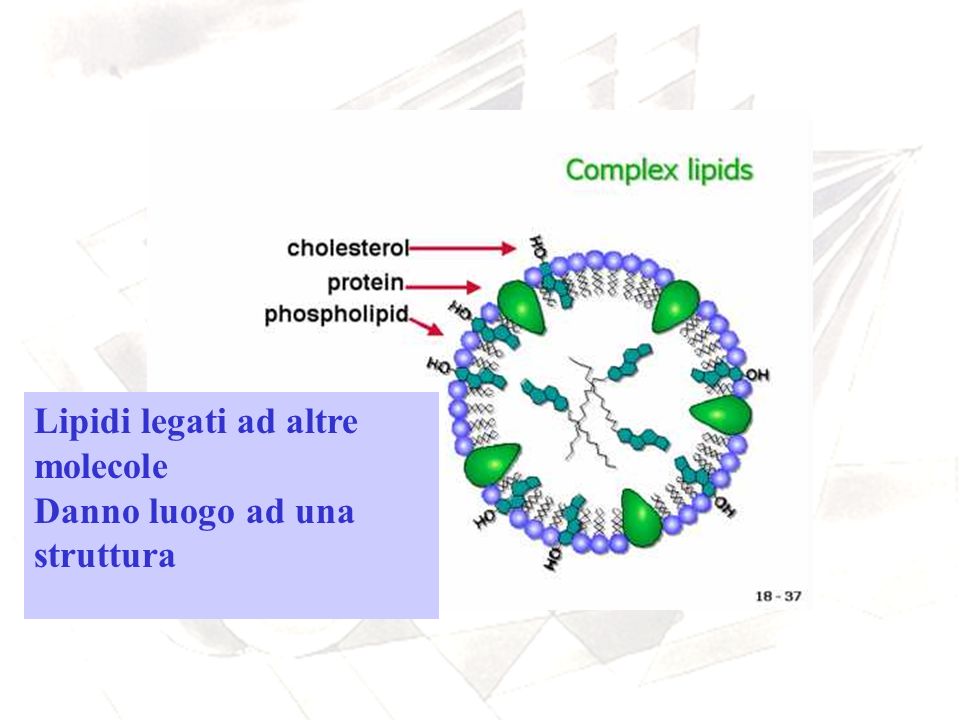 Lipidi legati ad altre molecole