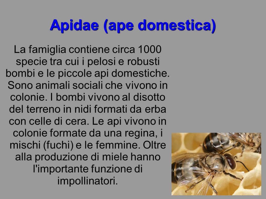 Apidae (ape domestica)