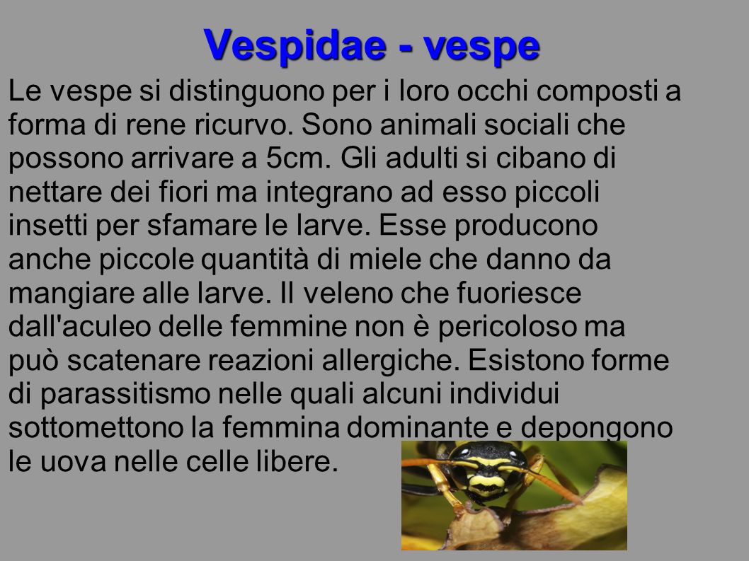 Vespidae - vespe