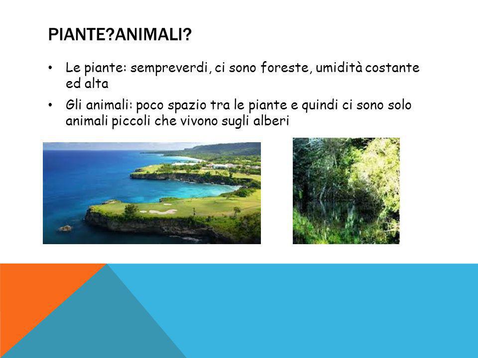 Piante Animali Le piante: sempreverdi, ci sono foreste, umidità costante ed alta.