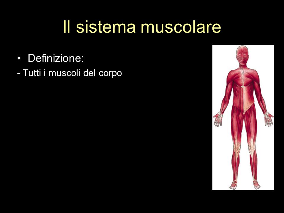 Il sistema muscolare Definizione: - Tutti i muscoli del corpo