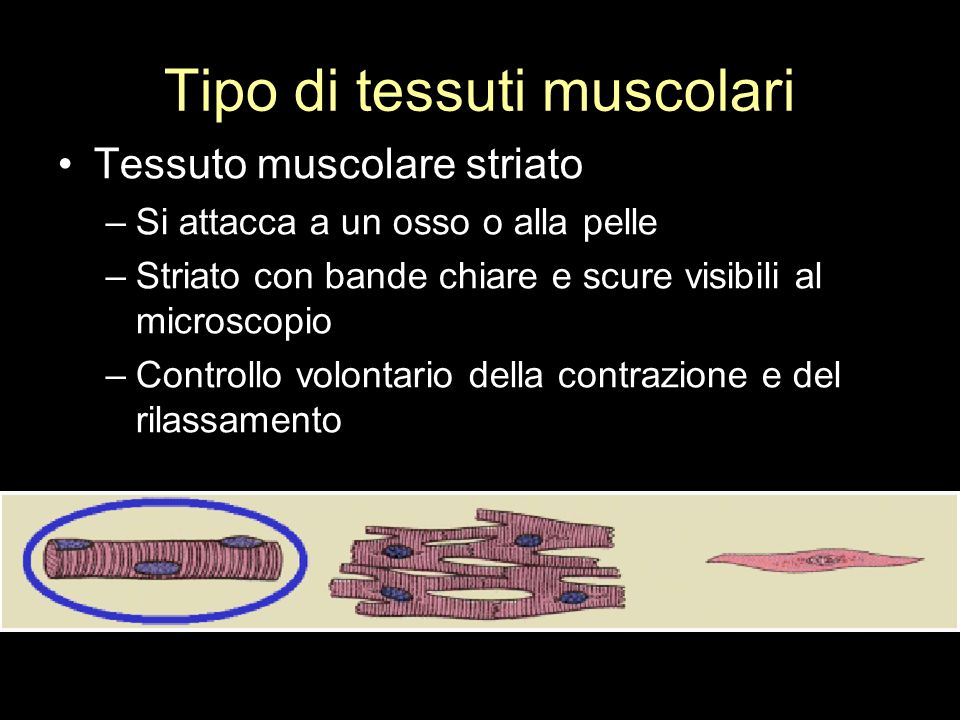 Tipo di tessuti muscolari