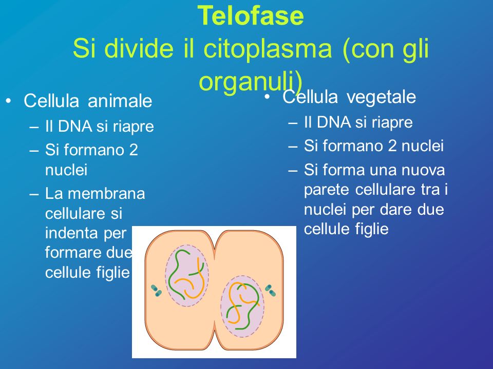 Telofase Si divide il citoplasma (con gli organuli)