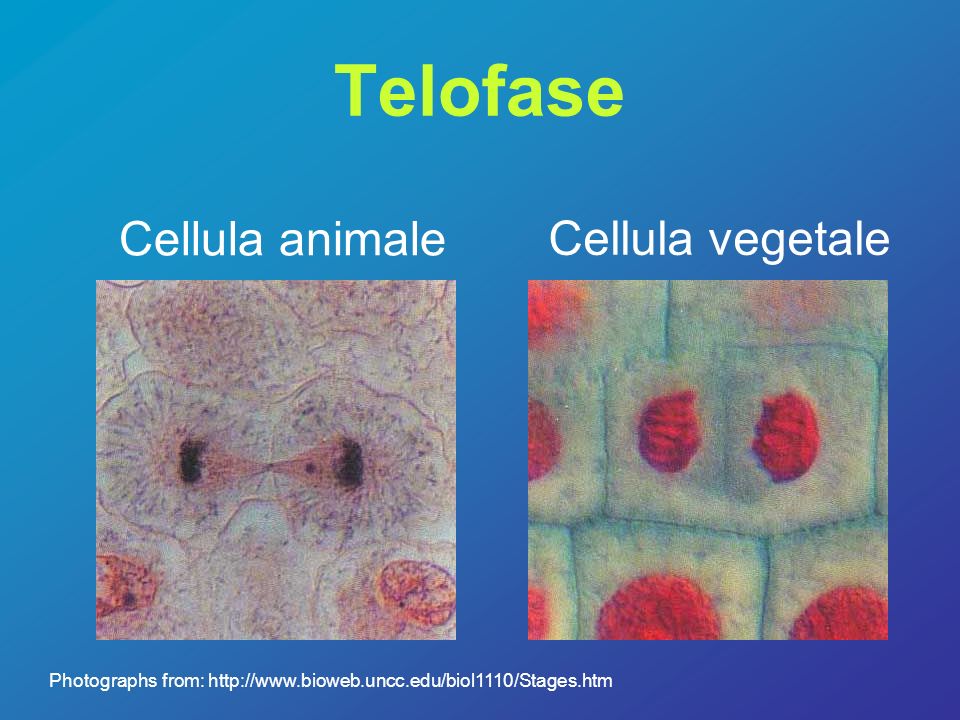 Telofase Cellula animale Cellula vegetale