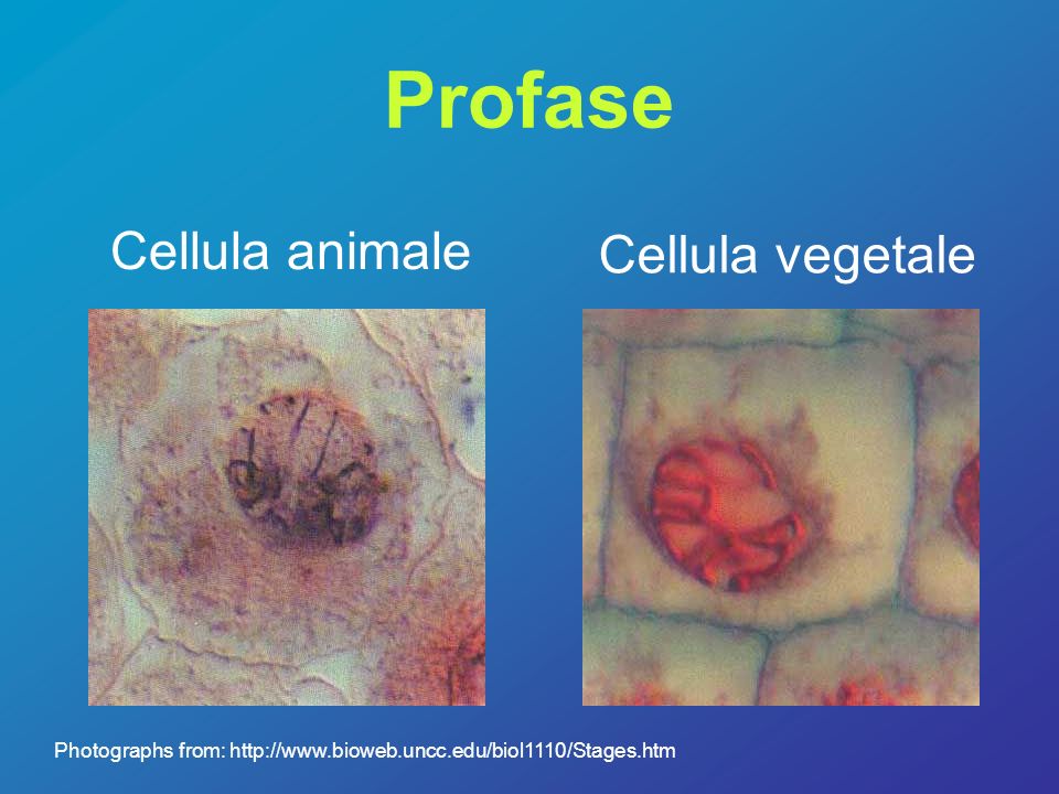 Profase Cellula animale Cellula vegetale