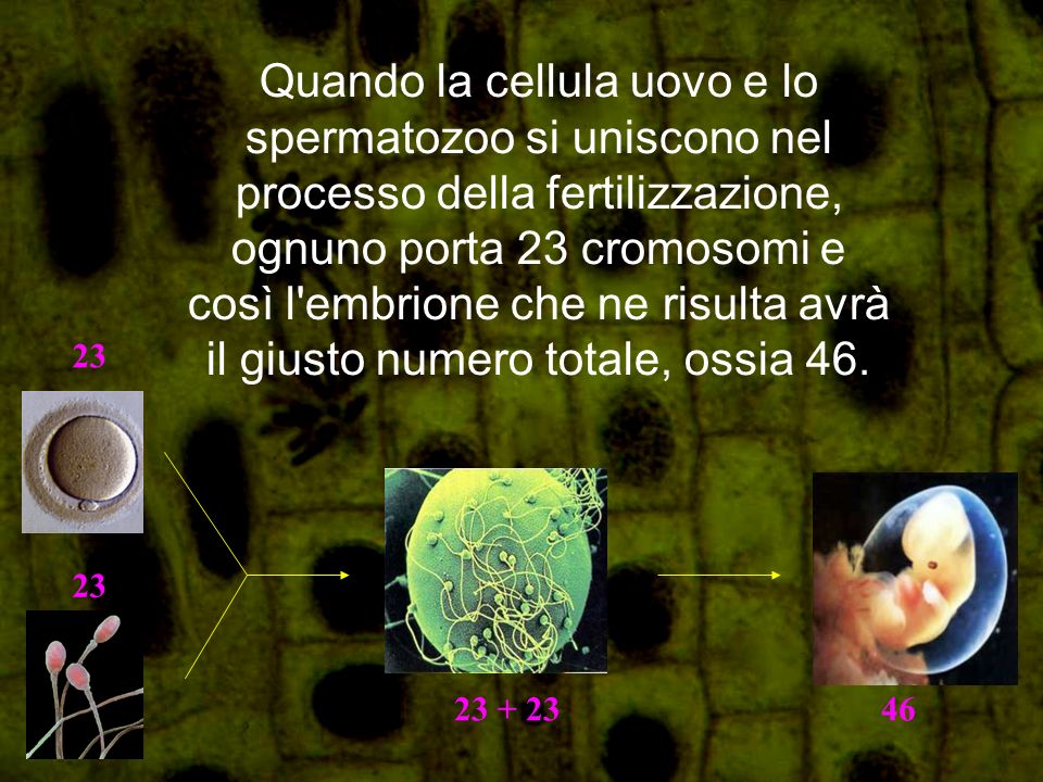 Quando la cellula uovo e lo spermatozoo si uniscono nel processo della fertilizzazione, ognuno porta 23 cromosomi e così l embrione che ne risulta avrà il giusto numero totale, ossia 46.
