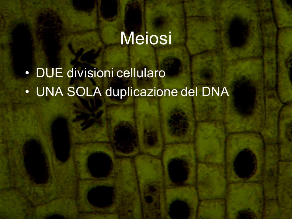 Meiosi DUE divisioni cellularo UNA SOLA duplicazione del DNA