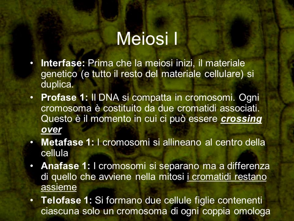 Meiosi I Interfase: Prima che la meiosi inizi, il materiale genetico (e tutto il resto del materiale cellulare) si duplica.