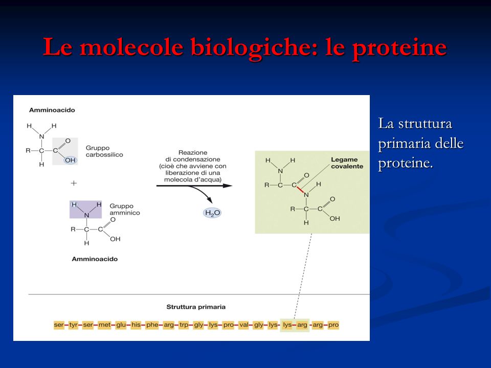 Le molecole biologiche: le proteine
