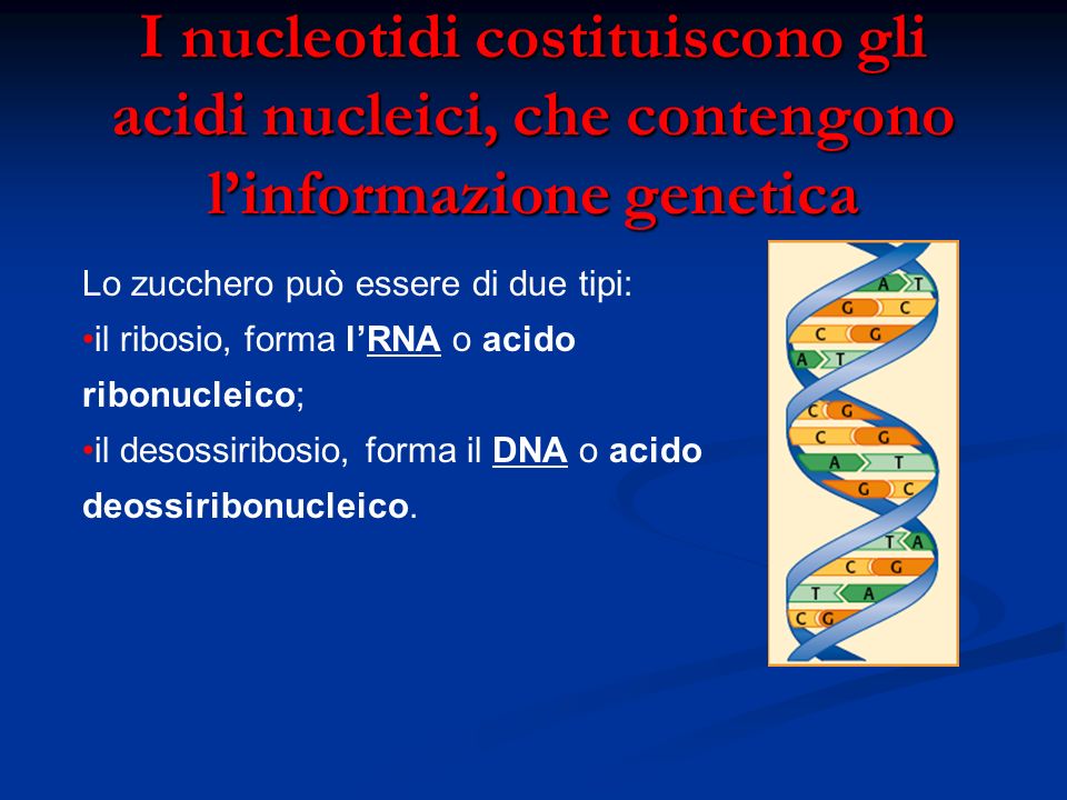 I nucleotidi costituiscono gli acidi nucleici, che contengono l’informazione genetica