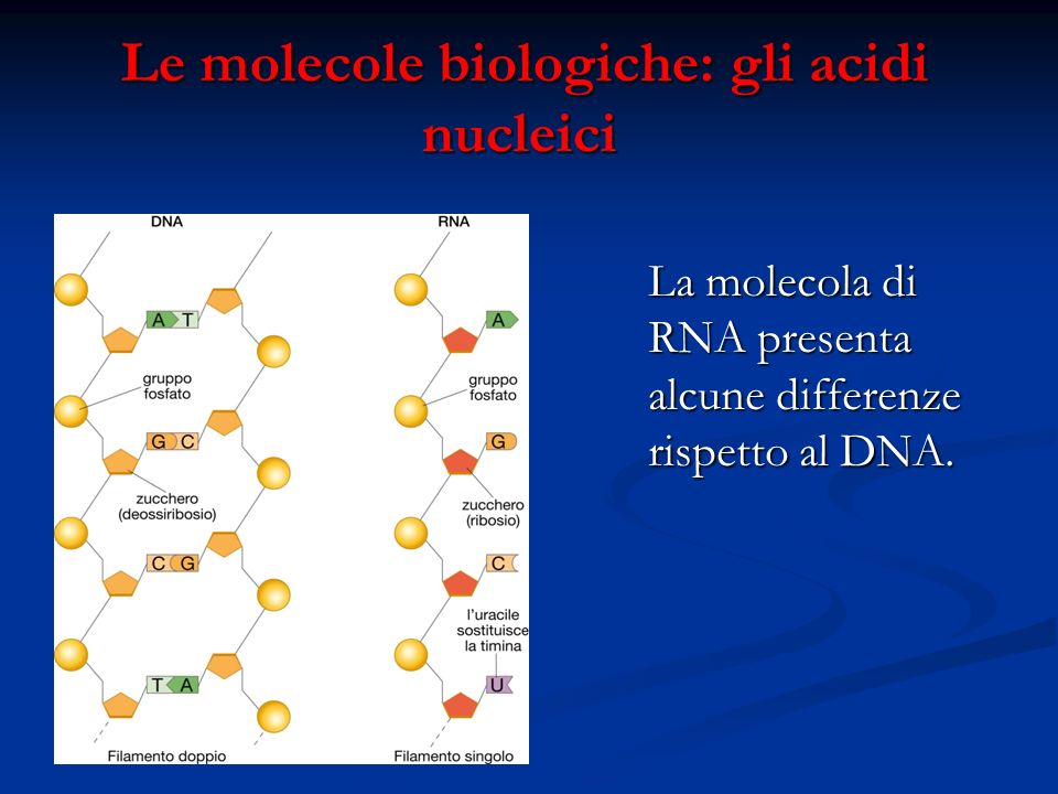 Le molecole biologiche: gli acidi nucleici