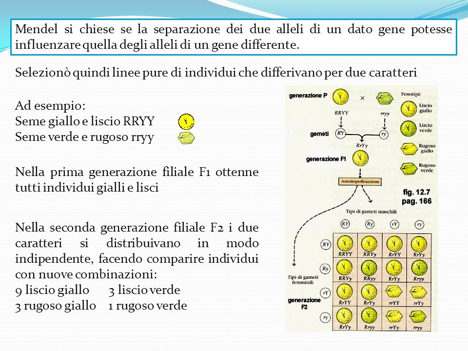 Mendel si chiese se la separazione dei due alleli di un dato gene potesse influenzare quella degli alleli di un gene differente.