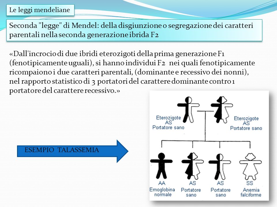 Le leggi mendeliane Seconda legge di Mendel: della disgiunzione o segregazione dei caratteri parentali nella seconda generazione ibrida F2.