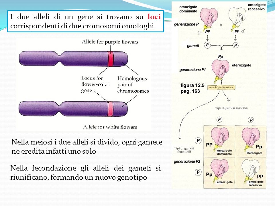 I due alleli di un gene si trovano su loci corrispondenti di due cromosomi omologhi