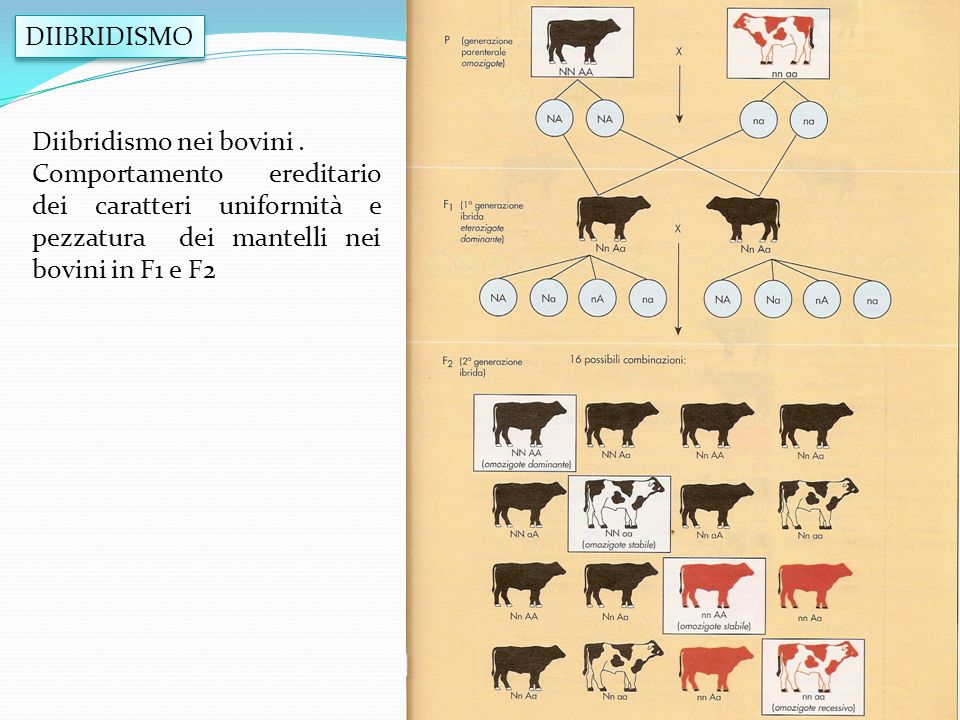 DIIBRIDISMO Diibridismo nei bovini .