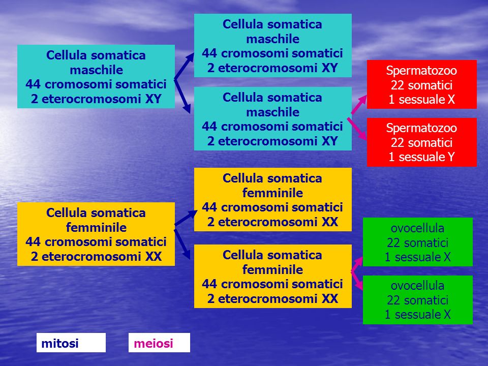 Cellula somatica maschile 44 cromosomi somatici 2 eterocromosomi XY