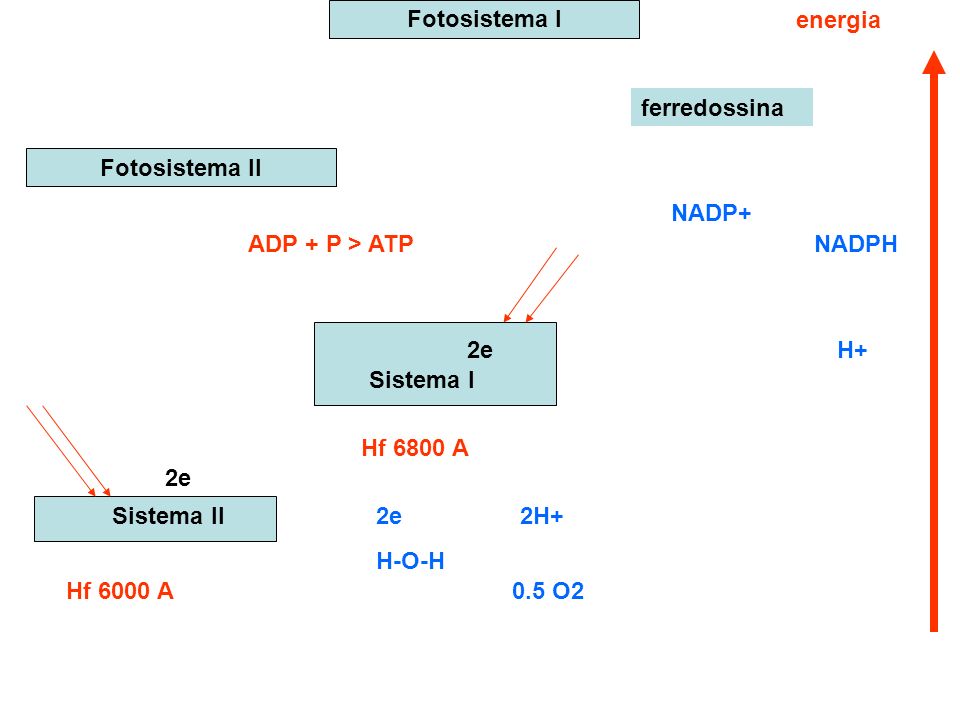 Fotosistema I energia. ferredossina. Fotosistema II. NADP+ ADP + P > ATP. NADPH. 2e. H+ Sistema I.