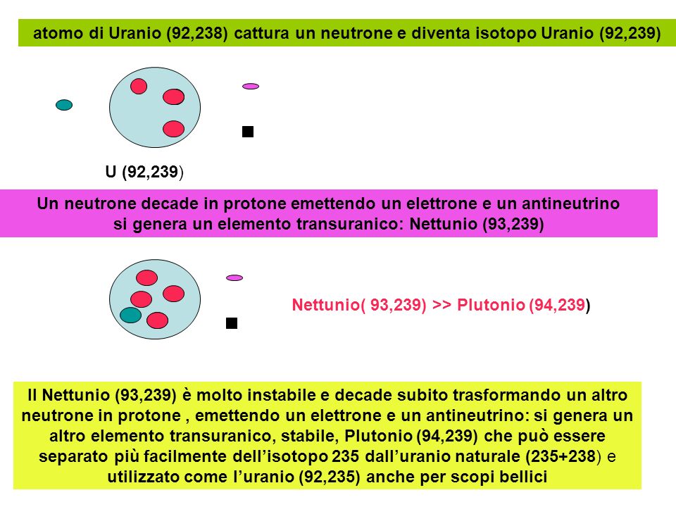 atomo di Uranio (92,238) cattura un neutrone e diventa isotopo Uranio (92,239)